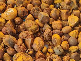 Buy Cow gallstone online Cattle Gallstones Cow Gallstones . Our stones have a natural smell of healthy, BSE free cattle. Liver stones, kidney stones, piping