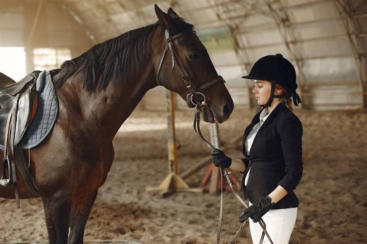 horse performance products