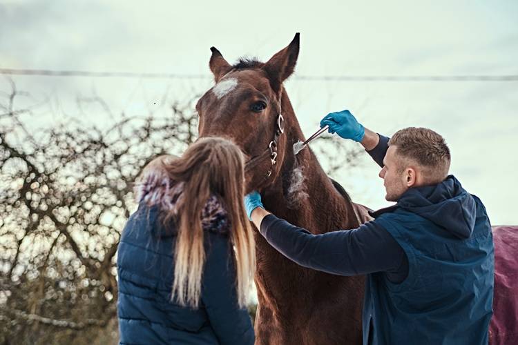 Banamine dosage for horses