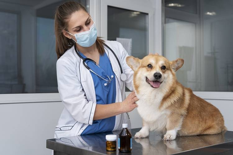 veterinary medicine canine