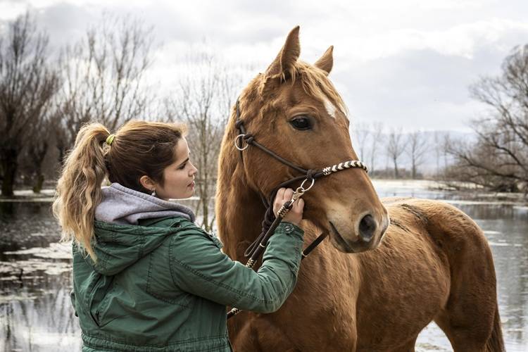 vitamin b12 for horses injection