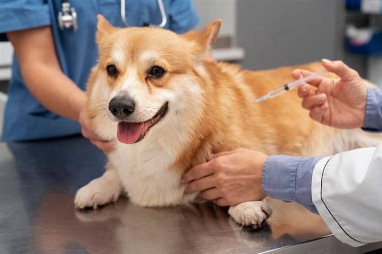 antibiotic injection for animals