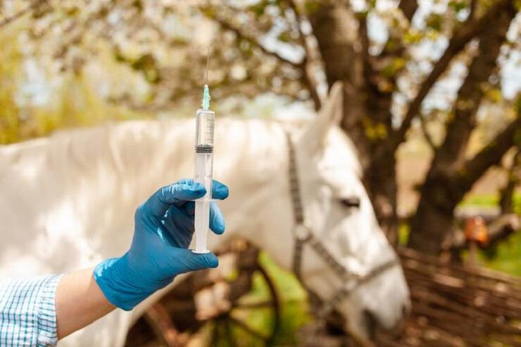 veterinary injection for sale
