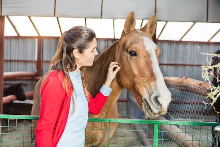 biodyl injection for horses
