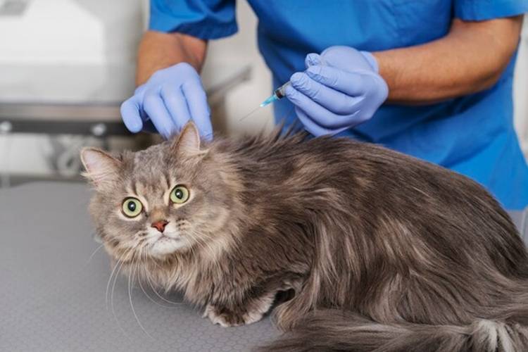 antibiotic injection for animals