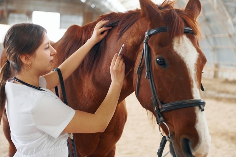 Vitamin B12 for horses injections